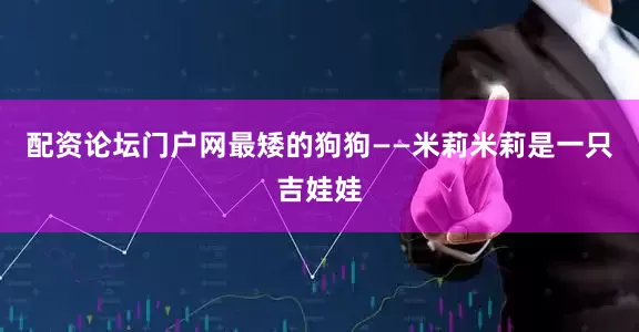 配资论坛门户网最矮的狗狗——米莉米莉是一只吉娃娃